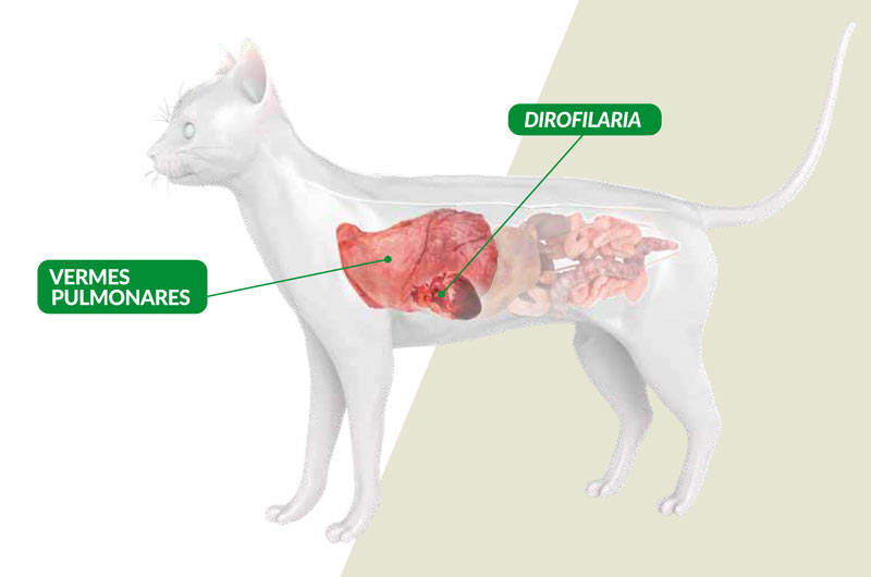 Vermox Comprare Online